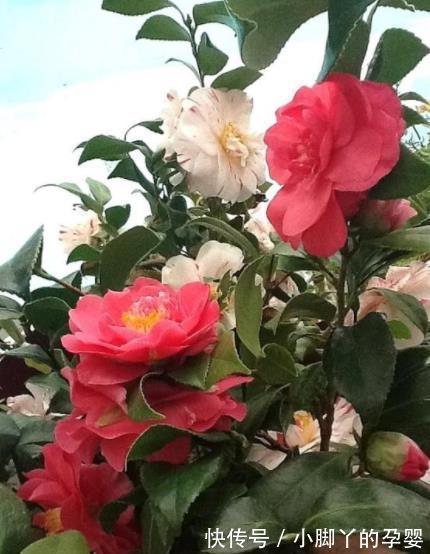 5款“长寿花”，摆在客厅上档次，越养价值越珍贵，值得拥有