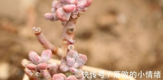 多肉怎么养才能又肥又萌?