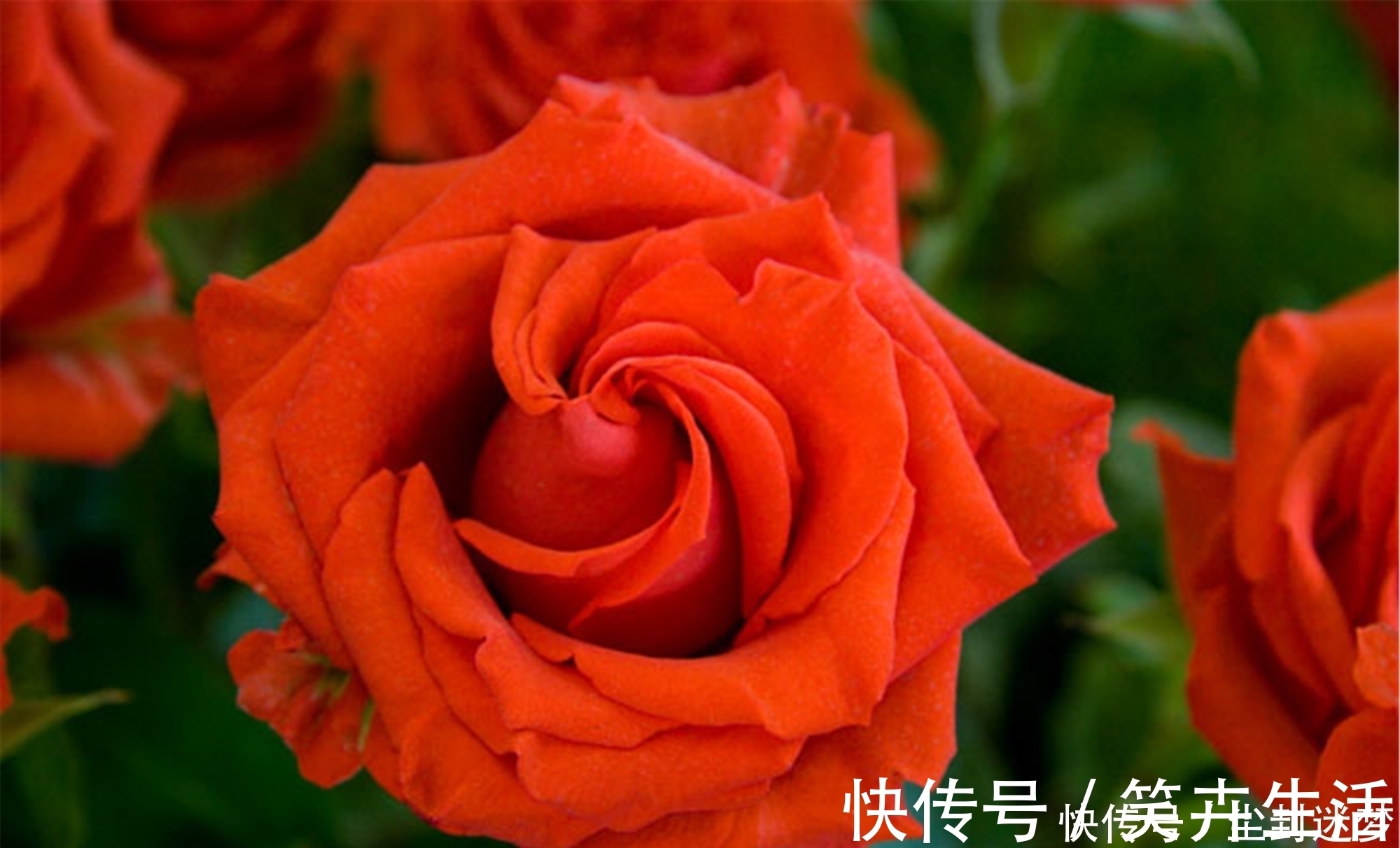 4种年宵花,盆栽美丽、插花诗意,高端大气春暖花开、幸福四季