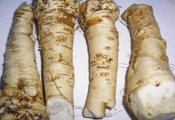  兴奋剂|农村地里的“土辣根”，被称“植物兴奋剂”，提神醒脑还助消化