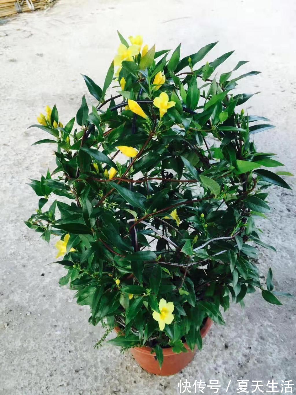 天冷|好闻的“香水花”,天冷开花一开开满盆,养一盆吧!