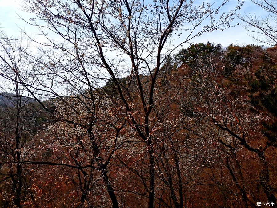 老年|【爱卡踏青季】迎春·大洪山踏雪赏花