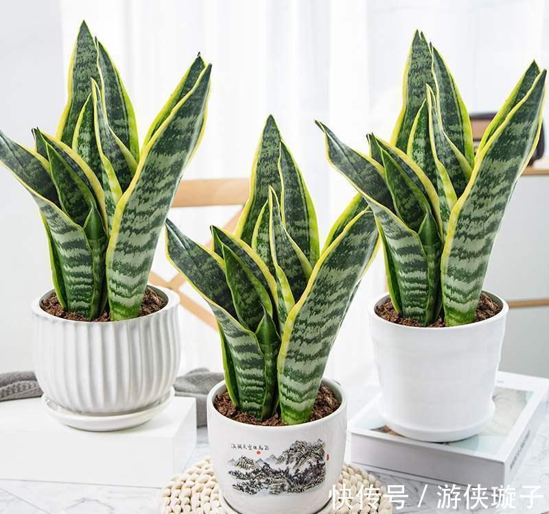 虎年春节就养金边虎尾兰,金虎报春,虎虎生威,养起来还简单