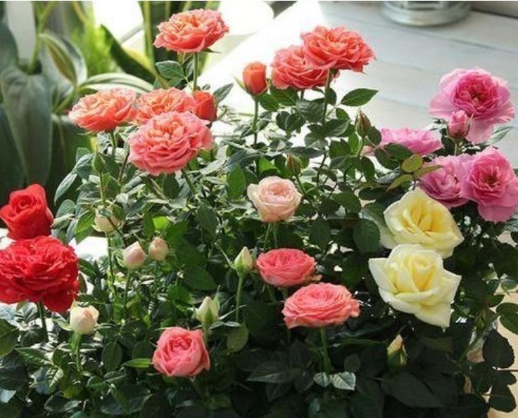 花色|4种花美的出奇,绚丽多彩,漂亮又好养,四季开花不断