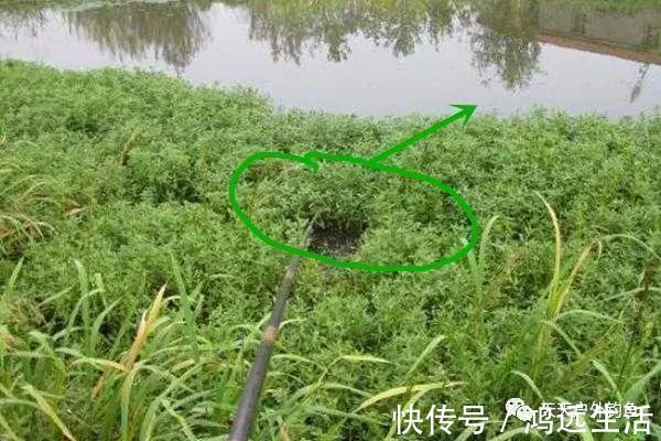 鲫鱼|钓鱼不钓草，完全瞎胡跑找个草窝就开钓，那离“扑空”不远了