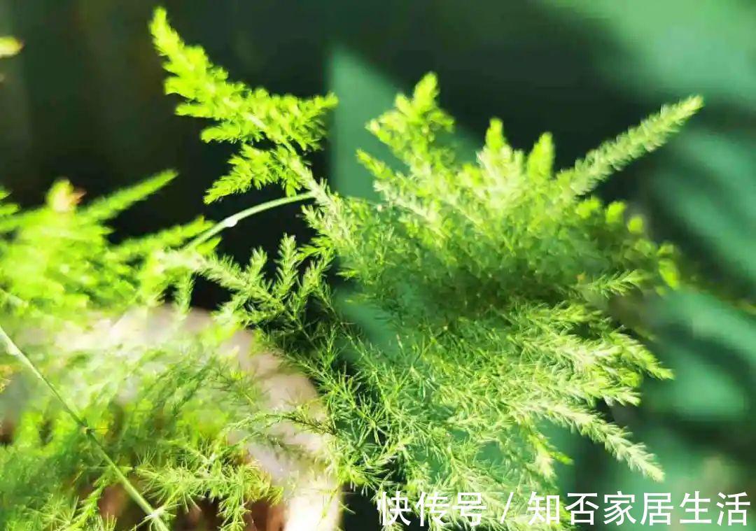 花苞|天热了,20种花最怕浇水,浇得越多,死得越快!