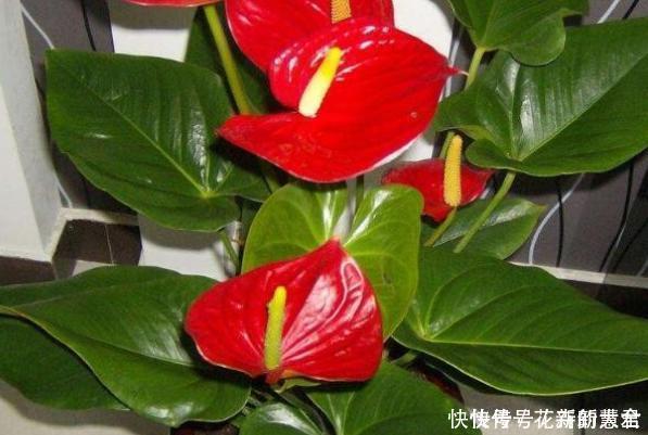 大蒜养花好处多,使用正确花草不生病虫害、黄叶情况少得多