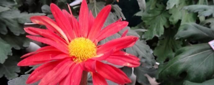 红光|喜欢菊花的话,养花罗的优秀名字菊花就行了桃子像吐红霞一样,红光要掉下来了欣赏