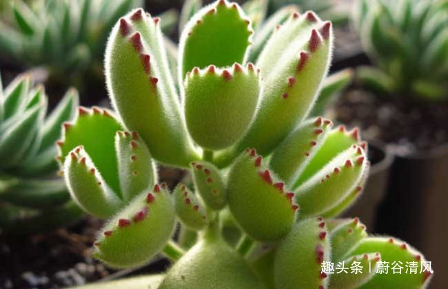 养多肉的过程充满乐趣，，好看的多肉应该如何养护