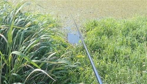 长竿|过了处暑鲫鱼越来越好钓,就用这种钓法,上的都是大鲫鱼,很过瘾