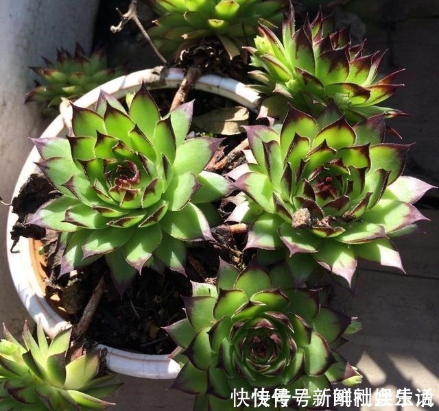 艾伦|养多肉,就养这“6盆”,越长越肥,颜色越来越好看,太美了!