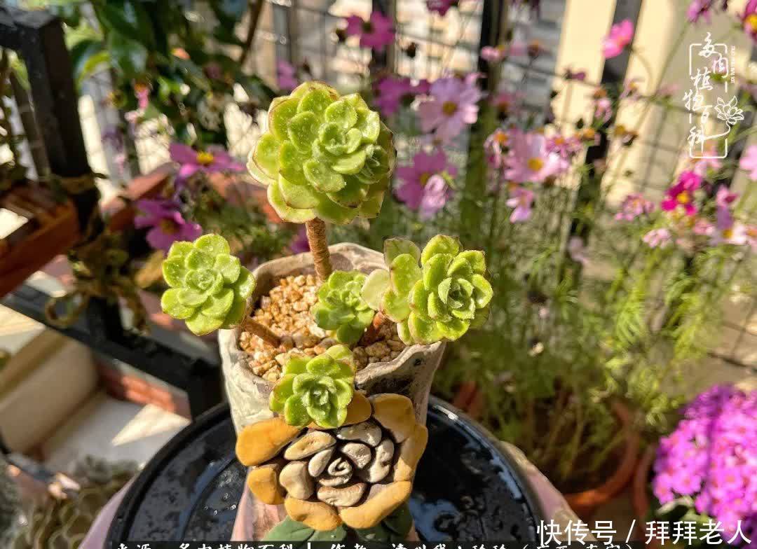 多肉与我,不负时光韶华!