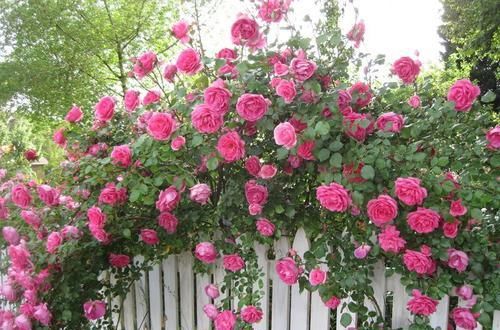  值得|最迷人的3种花，好看又好养，四季花不断，植株低矮，值得拥有