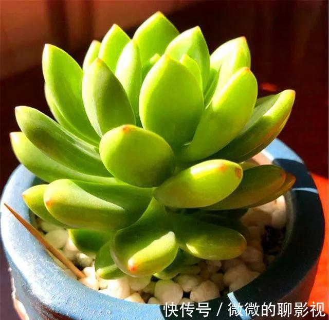 多肉中的高端货，甜美又可爱，浑身散发糖果香，你喜欢吗