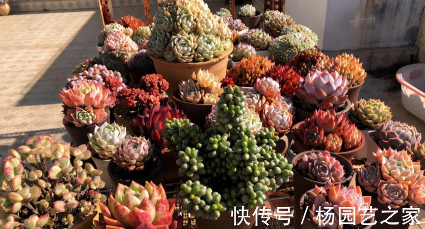 花友|这3类多肉盆栽价钱合适也不值得入手，养不久、养不活