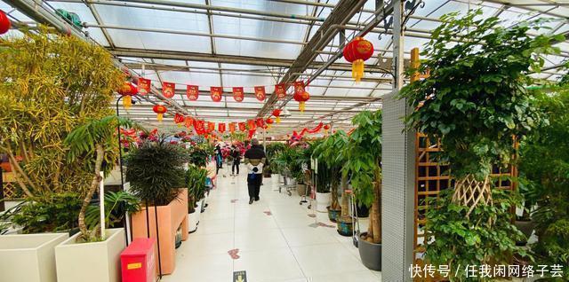 北京开了第一家绿植花卉大超市,就在南三环边上明码标价新鲜实惠