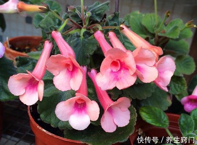 最省心的花——不占地盘,不争阳光,却花开不停!