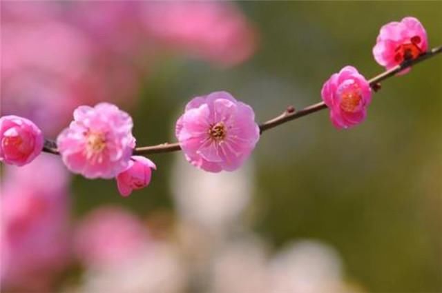  肩头|梅花故事，纳兰性德江南之恋：背立盈盈故作羞，手挼梅蕊打肩头