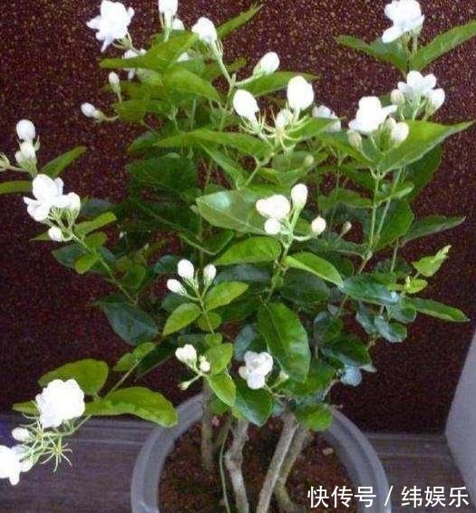 绣球花|养殖绣球、茉莉，想要盆栽多开花，用它们浇花施肥就够了