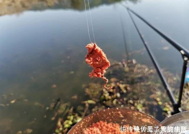 浅水|一到中午就停口该怎么办?频繁补窝是下策,教你一招打开鱼口