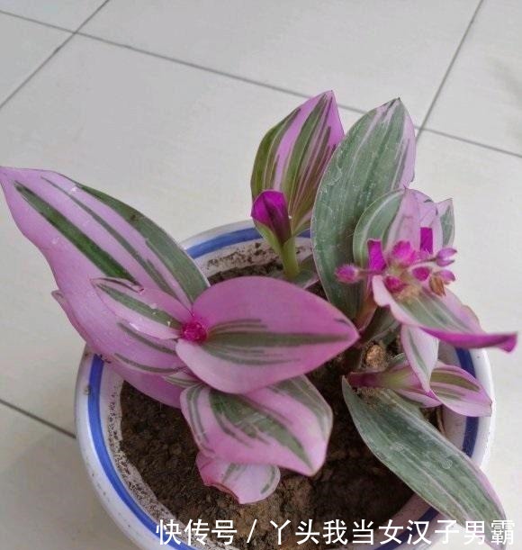 又一网红植物翻车，价格从一盆30到9.9，目测还能再低点！