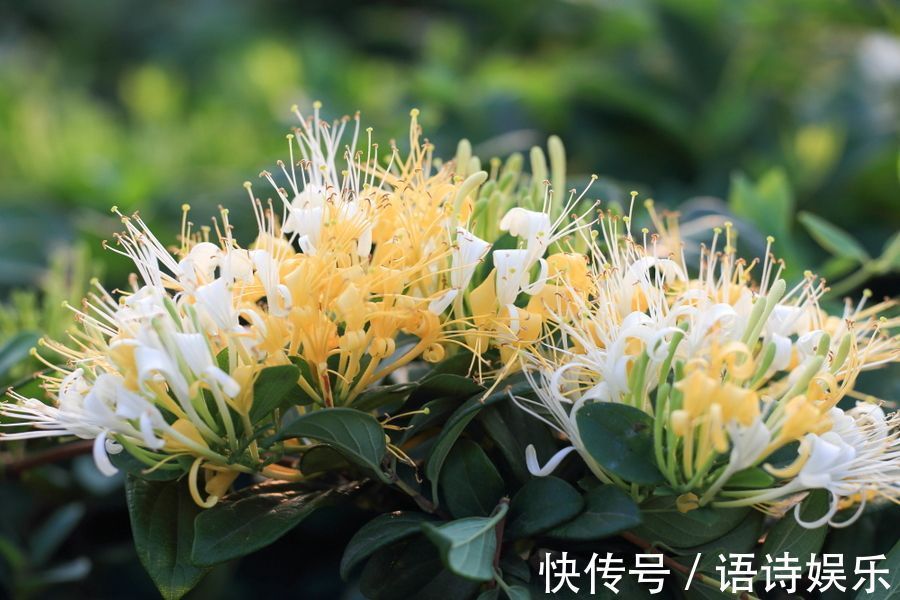 家养3种“金花”,芳香四溢又“健康”,养人又养宅,家人都喜欢