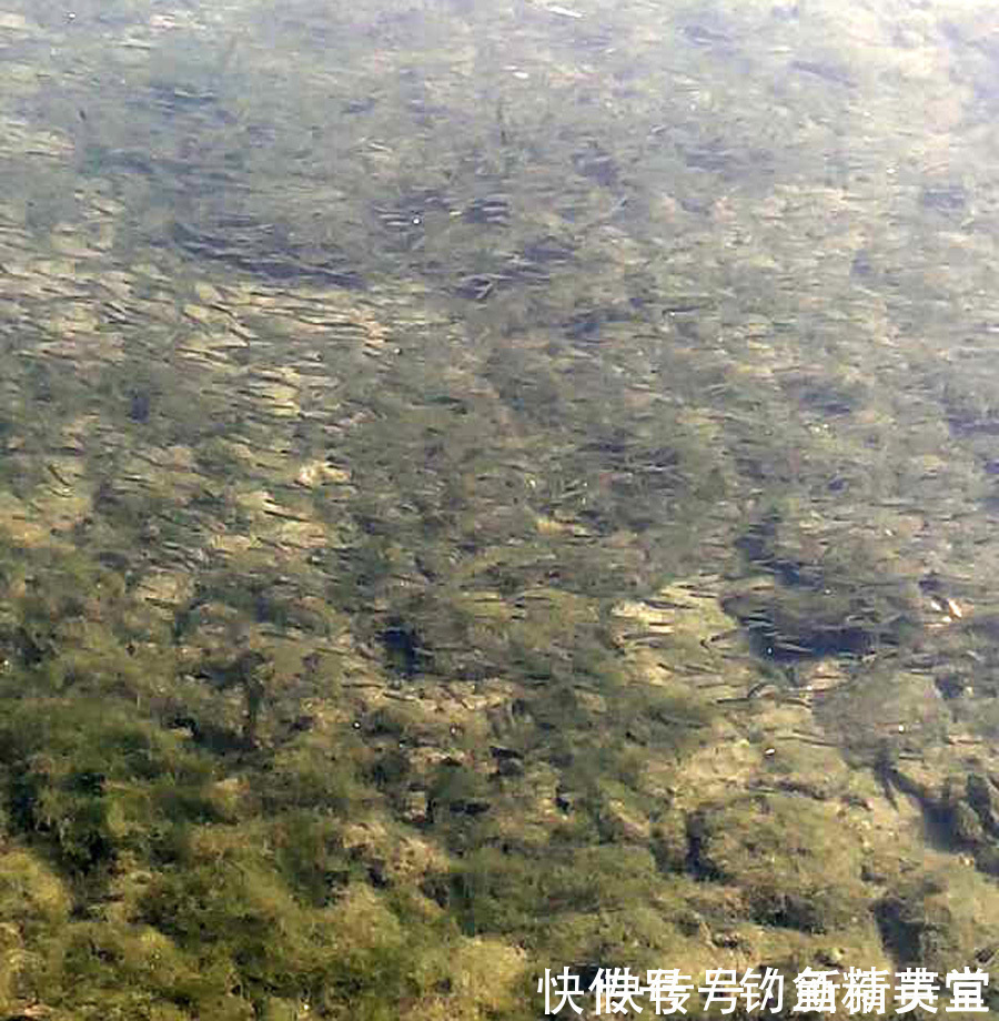 白条鱼|野钓白条的几种方法，上鱼速度一绝，一天钓十几斤是家常便饭