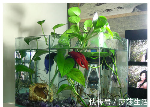 最厉害的养花营养液给花喝一勺，啥花都喜欢，花开满枝条