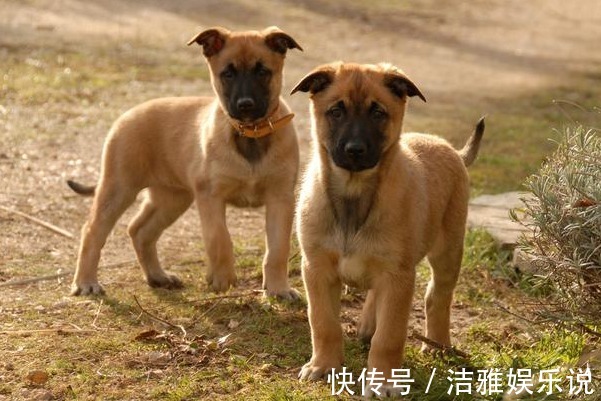 庚五行属金|生肖狗的后半生特别是70年的大金狗，下辈依靠谁