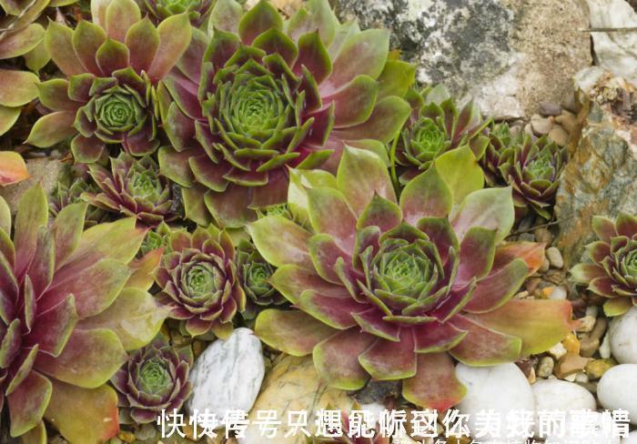 蓝精灵|10种最耐寒的多肉植物,零下了都不会死,新手就养它们吧