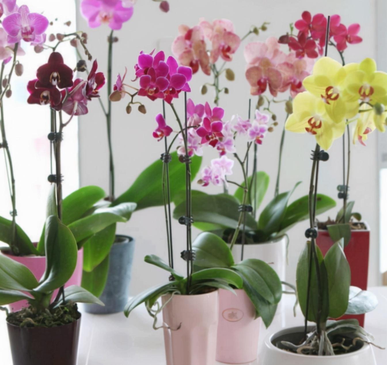 养蝴蝶兰,花谢后按这要求操作,开花就不是“一次性的”