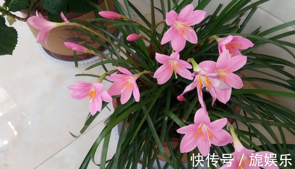 这种花似兰非兰,喜欢淋雨后开花,皮实好养易爆盆,开花多