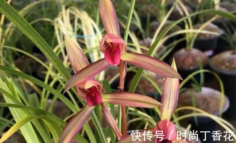香味|为什么此兰香味这么浓？喜欢闻花香者一起来观赏一下