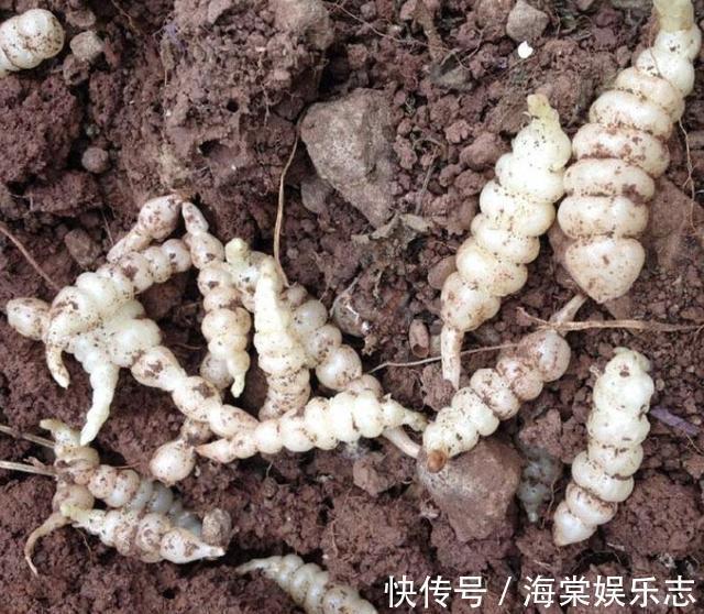 农田里，生长着1种“杂草”，人称“地环”，1公斤“70元”，珍贵