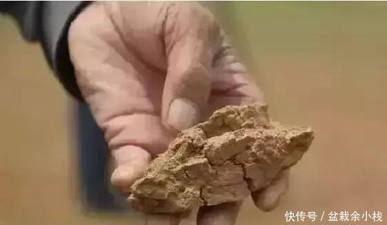 盆土|盆里灌点饮料,盆土疏松有营养,10年不用换土花也长得旺