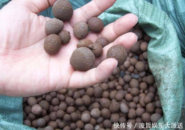 陶粒|养茉莉花,盆里放几粒“小东西”,花儿怒放、芳香,一年开花不断