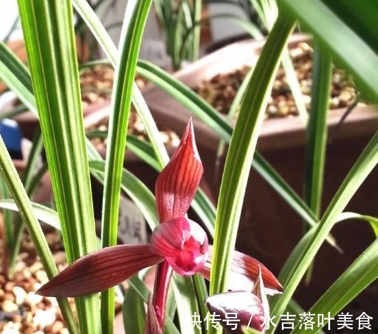 这款兰花,是“老花匠”的最爱,香味馥郁,越看越觉得美!