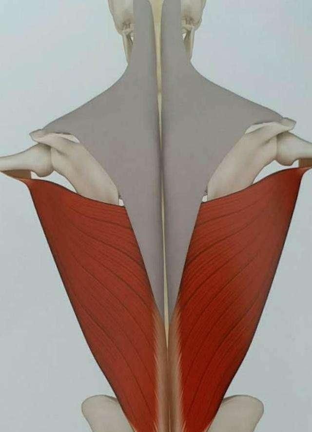 背阔肌|训练背阔肌最好的7个动作,做对了让你的训练效果大不同