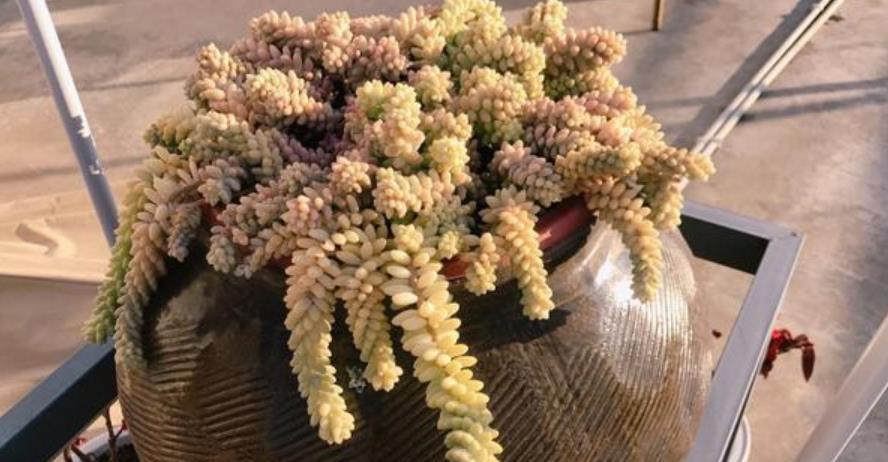 4种漂亮多肉,夏天变成“大水桶”,水越多越旺盛,不黑腐不化水