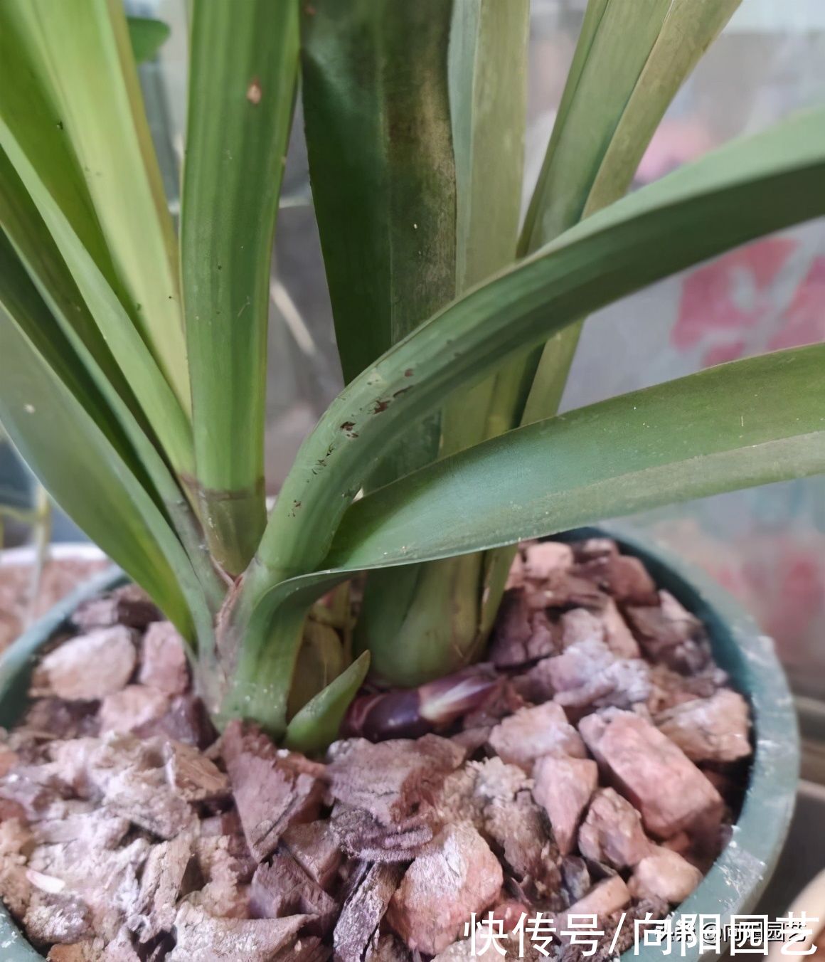 适合北方养的“兰花”,进口洋兰,开花6个月,适合放在客厅