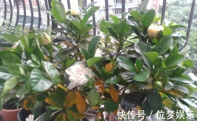 栀子花黄叶不开花掌握关键1点,黄叶不见,花开不断,花香四溢