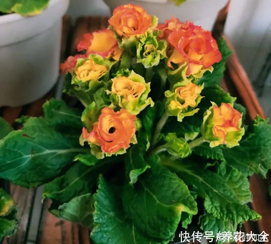 上万块的蟹爪兰，开花像烟花，养过的人不多