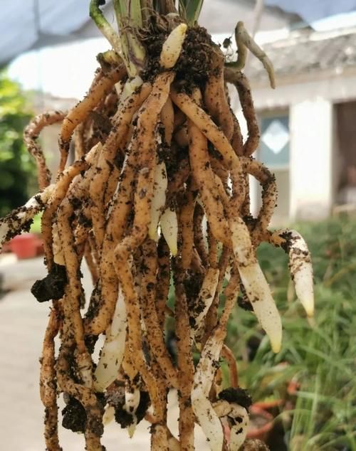 兰花发芽期最怕什么?4件事不要做,春兰发芽快又壮