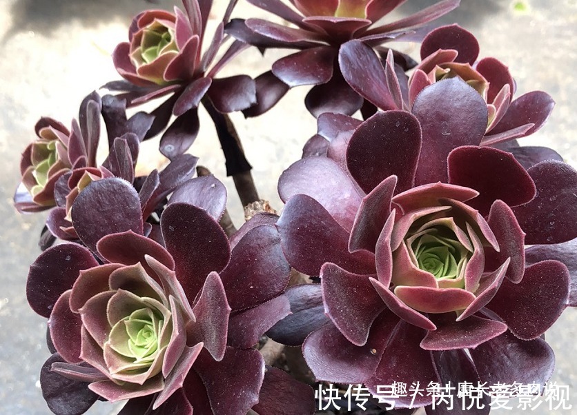 想把自己的法师多肉养成碗的形状?那必须得满足4个要求才行