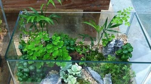 养花|除了花盆之外，这些东西也是绝佳的养花神器，你用过吗？