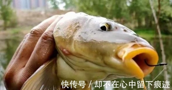 小鱼|“对付”黄颡鱼我从不手软,一周钓上五六次,每回钓完都不想收竿