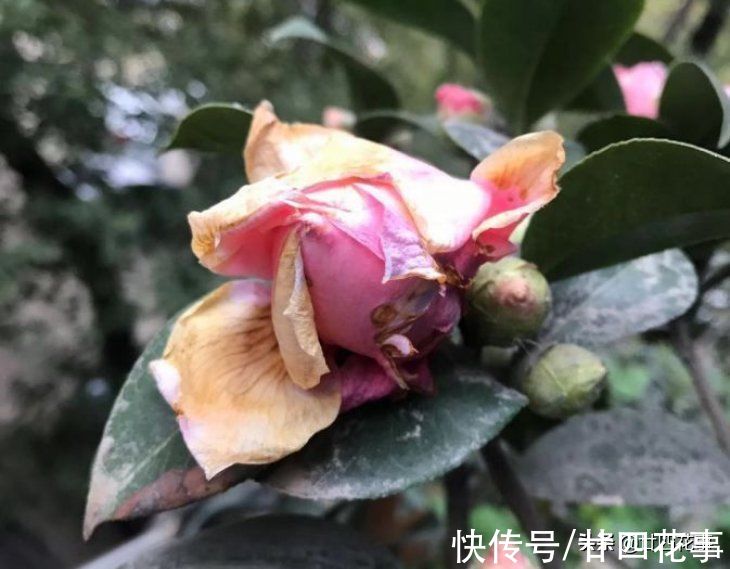 深秋养茶花，新手照着“4点”养，冬天有花赏，春节花大香浓