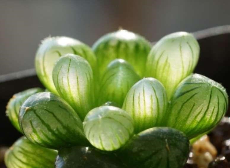 4种多肉最适合懒人养,叶子厚实难徒长,养到就是赚到!