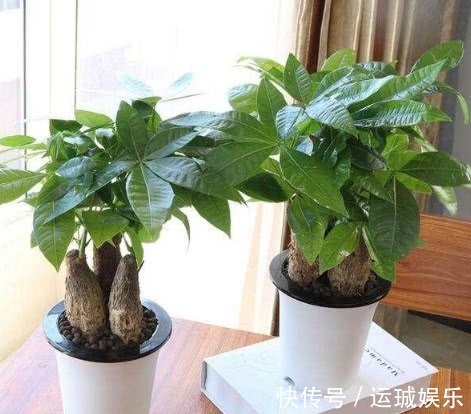 “一浇水”花就黄叶、烂根,学会3个方法,放心浇水,叶绿朵花艳