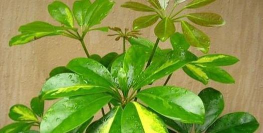 叶片|客厅摆什么盆栽植物好?选择这些准没错!既好看又好养,还能旺财